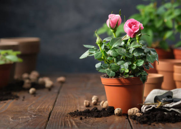 5 Tanaman Bunga yang Mudah Dirawat di Rumah