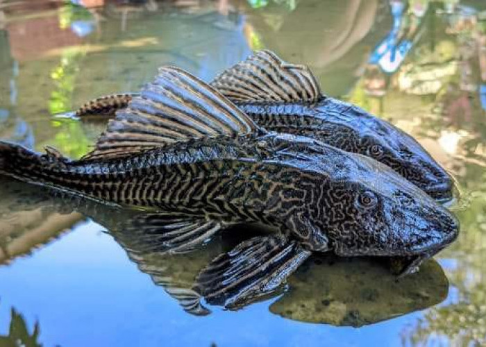 5 Fakta Ikan Sapu-Sapu yang Perlu Kamu Ketahui