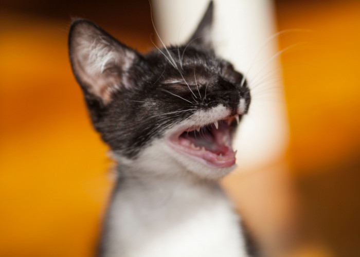 7 Tips Mencegah Kucing Peliharaan Nakal di Rumah
