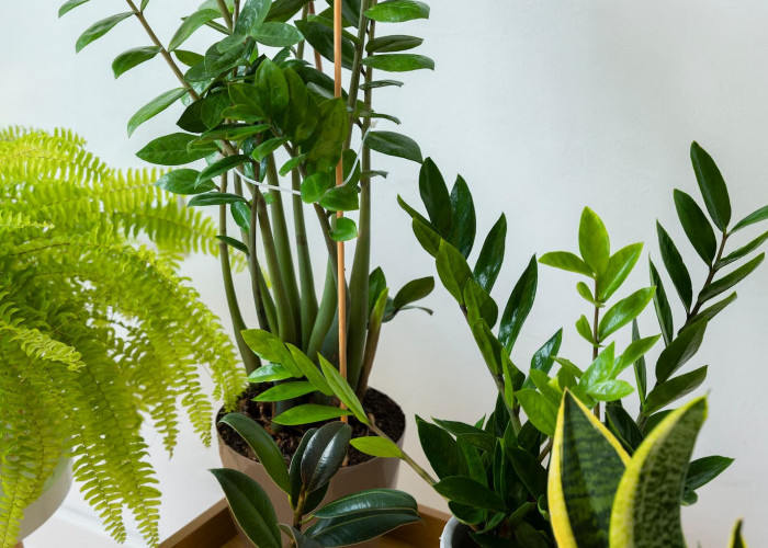 5 Tanaman Hias Ini Diam-Diam Lagi Naik Daun