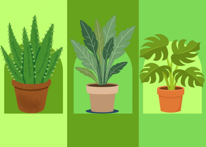 Aman buat Si Super Sibuk, Inilah Rekomendasi 5 Tanaman Hias Kuat yang Mudah Dirawat