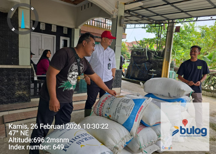 Perum BULOG Kantor Cabang Bandung Gaspol Serap Gabah Petani di Wilayah Sumedang