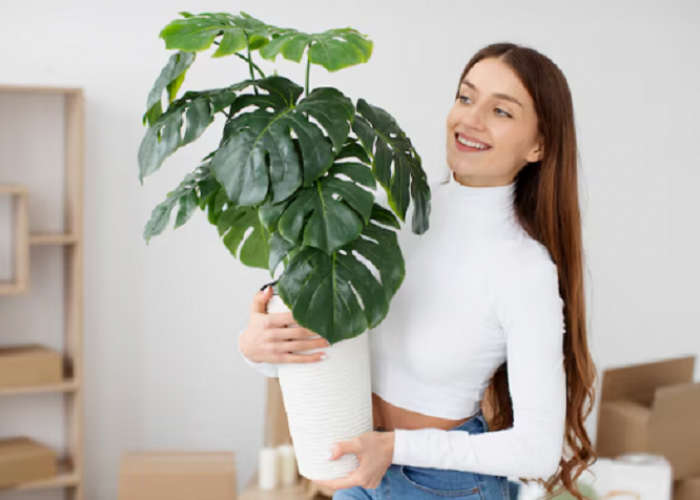 Bikin Napas Lebih Lega! Ini 6 Tanaman Penyerap Polusi Udara Terbaik