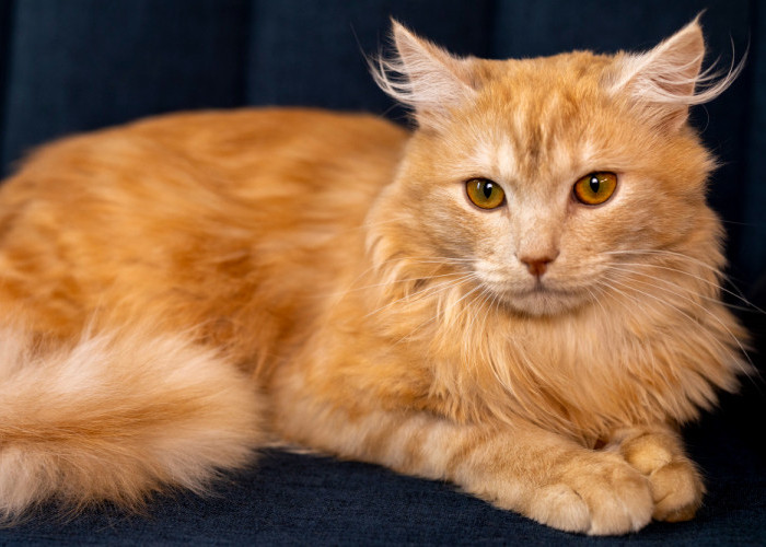 Misteri Mengapa Kucing Oranye Seringkali Jantan Dan Jarang Ada yang Betina