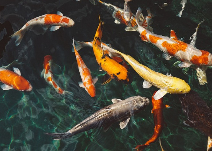 10 Tips Memelihara Ikan Koi di Rumah Bagi Para Pemula!  