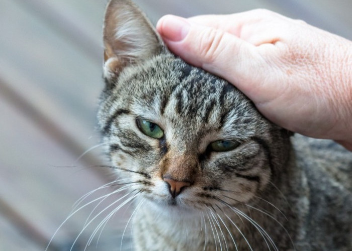6 Tips Mengatasi Jamuran pada Kucing yang Efektif