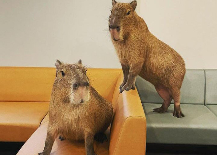 Ayo Nongkrong Bareng Sama Masbro Capybara di Cafe Capyba! Kafe Capybara Dengan Konsep yang Unik!