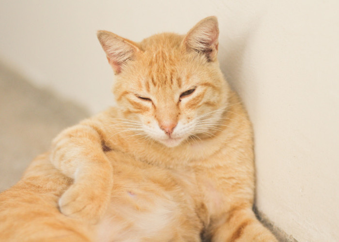 10 Alasan Mengapa Kucing Oranye Sering Berbuat Onar