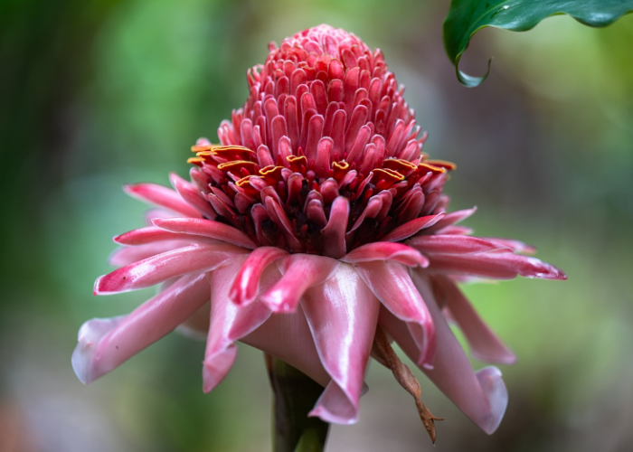Tidak Hanya Cantik dan Enak Dimakan! Simak 10 Fakta Menarik Tentang Bunga Kecombrang yang Wajib Kamu Tau