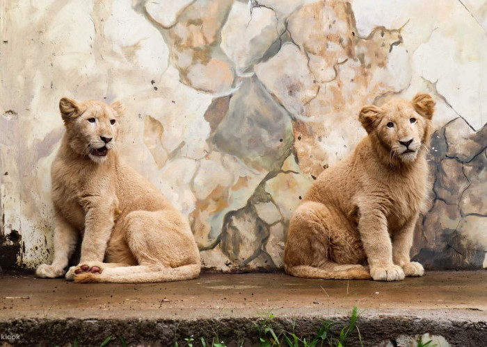 Lembang Park Zoo: Kombinasi Kebun Binatang dan Taman Bermain, Lokasi dan Harga Tiket Masuk Tahun 2023