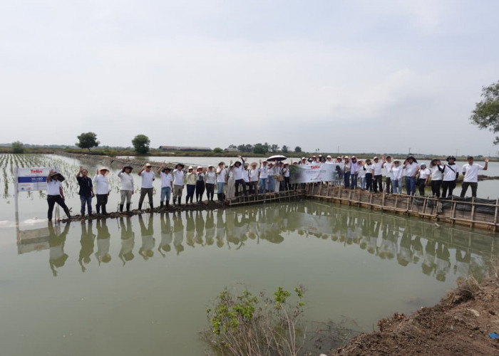 Tanam 10.180 Mangrove, Telin Wujudkan Komitmen Keberlanjutan BATIC 2025