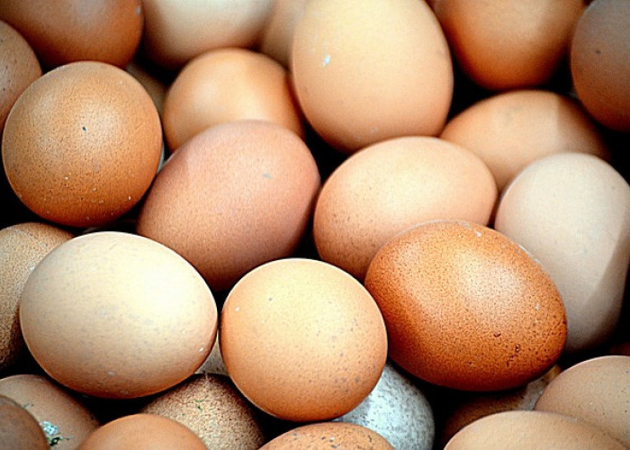 Harga Telur Ayam Mengalami Kenaikan, Kemendag: Masih Dalam Batas Toleransi 