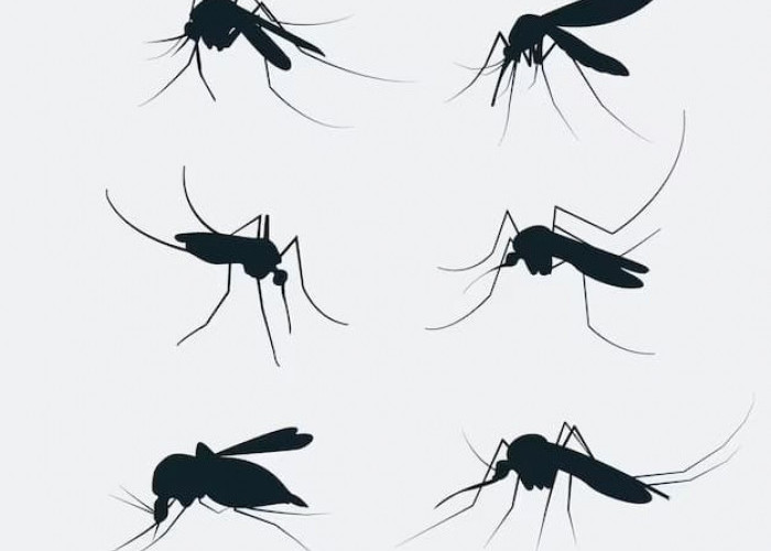 Membedakan Nyamuk Demam Berdarah dan Nyamuk Biasa