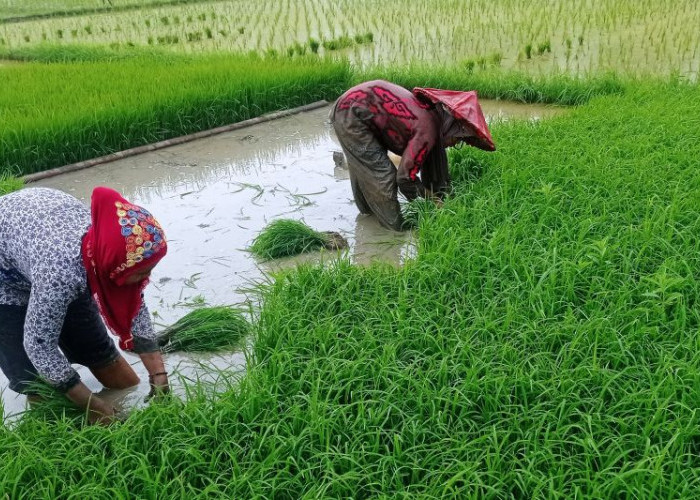 Persedian Pupuk Bersubsidi di Lebak Terpenuhi Musim Tanam Ketiga