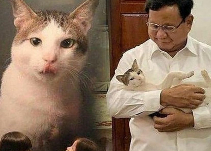 Kenalan Sama Bobby Yuk, Kucing Kesayangan Prabowo Subianto yang Super Gemas Tapi Nakal