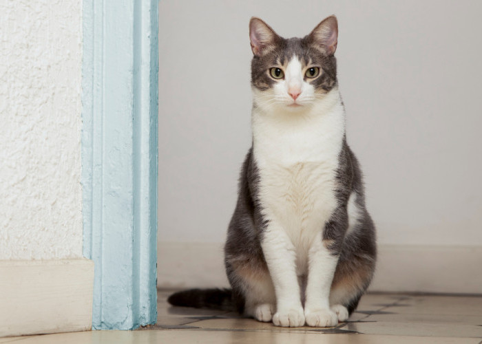 Tips Merawat Kucing Kampung agar Bulunya Lebat dan Sehat