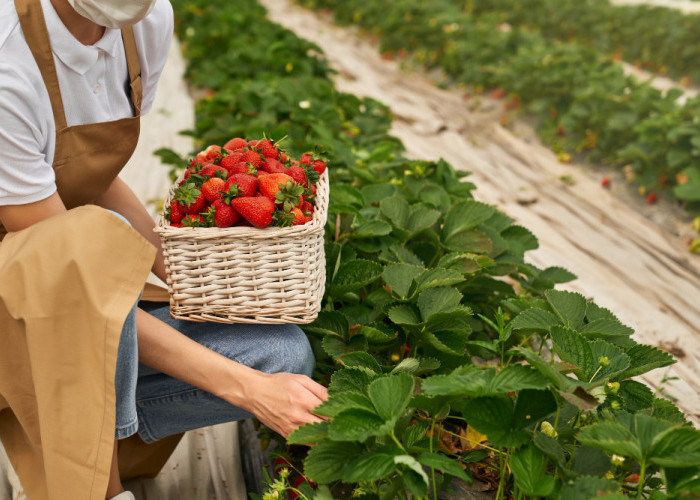 Tips Menanam Strawberry di Rumah Sendiri, Mudah dan Dapatkan Strawberry Segar