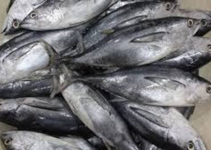9 Manfaat Ikan Tongkol untuk Kesehatan, Cegah Anemia hingga Tingkatkan Fungsi Otak