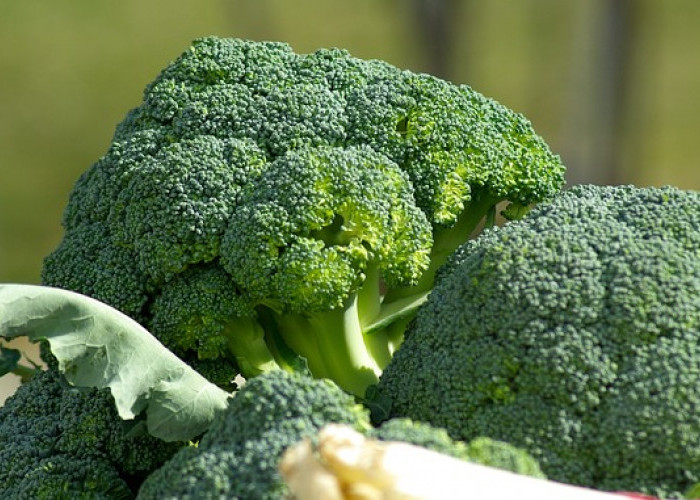 5 Sayuran yang Memiliki Kandungan Protein Tinggi