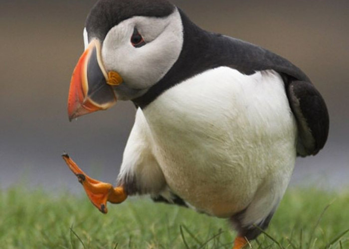 Fakta Menarik Tentang Burung Puffin, Pesona dan Keunikan yang Mengagumkan