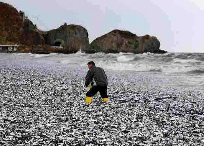 Ribuan Ikan Mati di Pantai Fukushima, Terkait Air Limbah Nuklir?