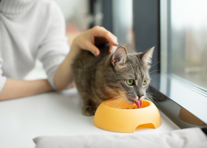 Jangan Biarkan Anabulmu Sakit! 11 Makanan yang Berbahaya Untuk Kucing