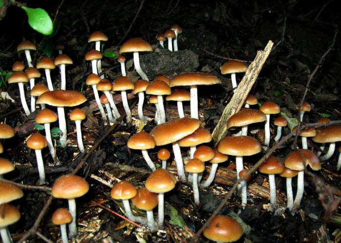 Bahaya Magic Mushroom Bagi Tubuh