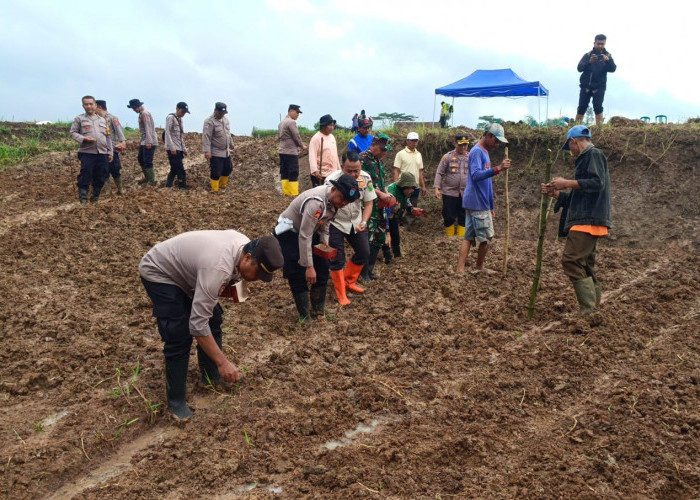 Penanaman Jagung Serentak di Kp. Lampegan, Wujud Sinergi Polri dan Masyarakat Dukung Ketahanan Pangan