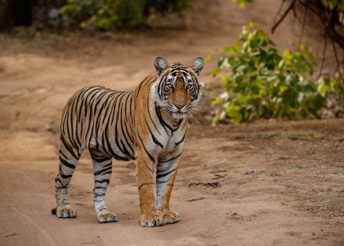 Hari Harimau Sedunia: Memperingati Upaya Perlindungan Harimau Liar di Seluruh Dunia