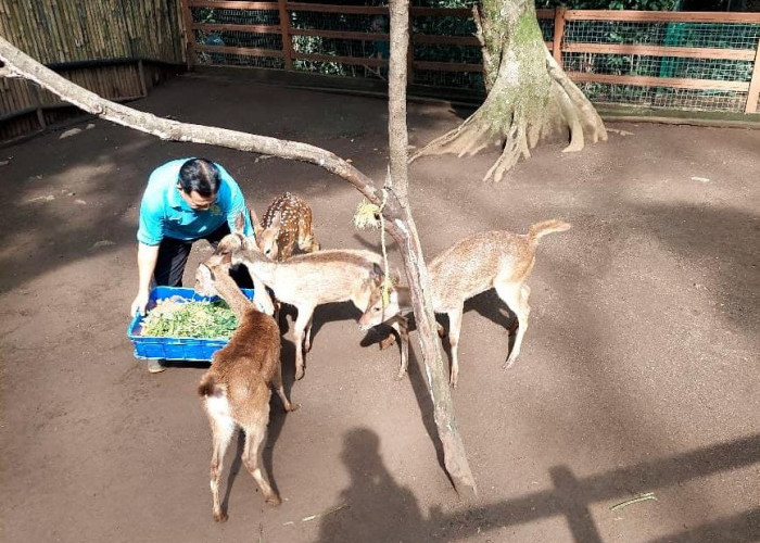 Konflik Bandung Zoo Memuncak: Karyawan Tuntut Perlindungan dan Akses Merawat Satwa Yang Terancam Kelaparan
