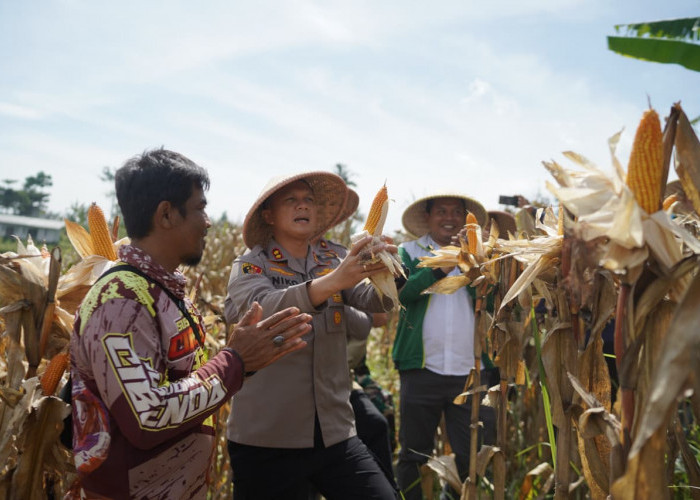 Harapan Tumbuh Bersama Jagung: Kisah Petani Cikalongwetan Bangkit dari Kerja Serabutan