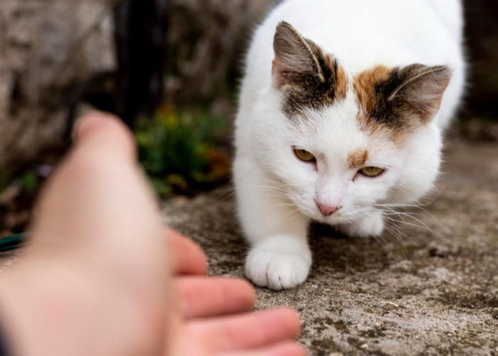 10 Tips Menjinakkan Kucing Liar yang Bisa Dicoba!