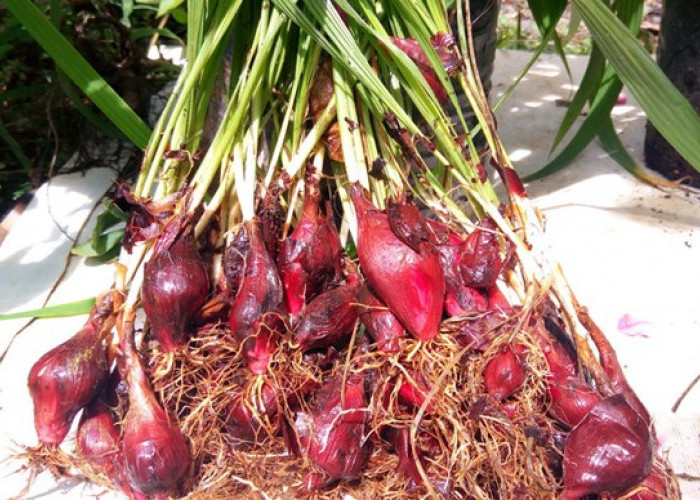 10 Manfaat Bawang Dayak, Tanaman Ajaib Bisa Sembuhkan Berbagai Penyakit