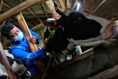 Dampak PMK, Susu KPBS Pangalengan Menghilang Populasi Sapi Terancam