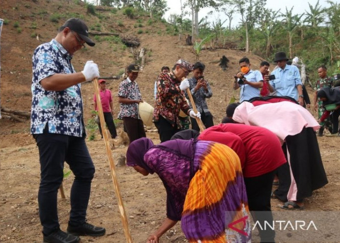 Pemkab Kuningan Perluas Penanaman Padi Gogo untuk Tingkatkan Ketahanan Pangan