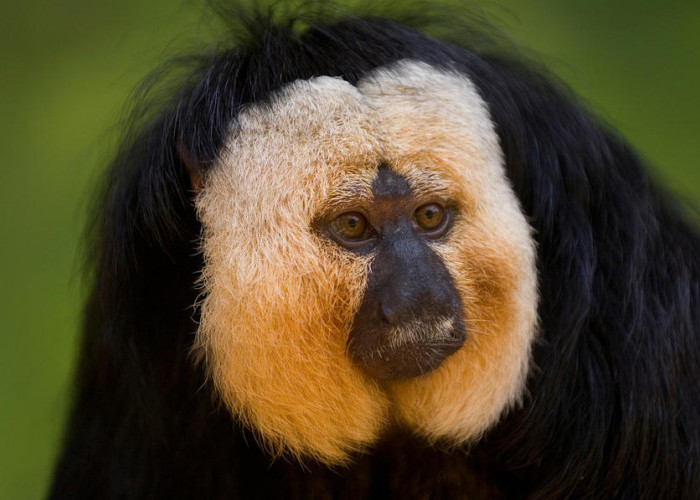 Fakta Menarik Monyet Pithecia, Primata Khas Hutan Amazon