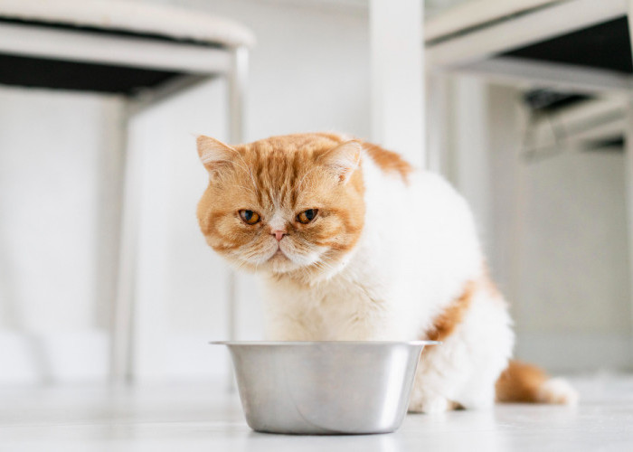 Buat Anabul-Mu Senang dengan 3 Resep Wet Food yang Sehat Untuk Kucing