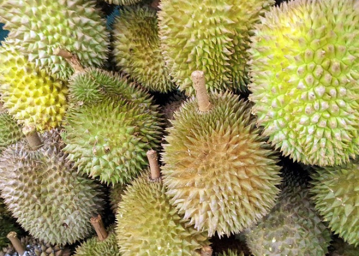 Manfaat Buah Durian untuk Kesehatan dan Dampak Mengkonsumsi Berlebihan!   