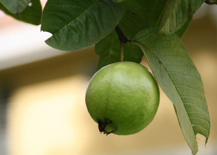 6 Manfaat Daun Jambu Biji untuk Kesehatan Tubuh!   