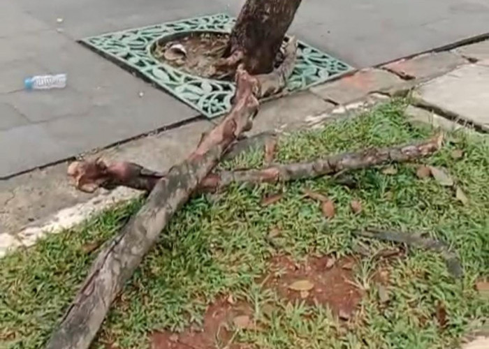 Pohon Tumbang di Jalan Edy Yoso, Pakansari, 3 Korban Luka-luka