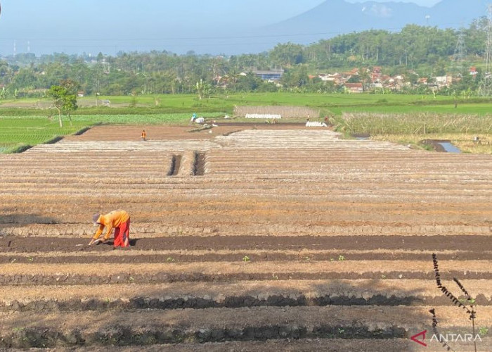 Pemkab Garut Luncurkan Asuransi Jiwa untuk Seribu Petani