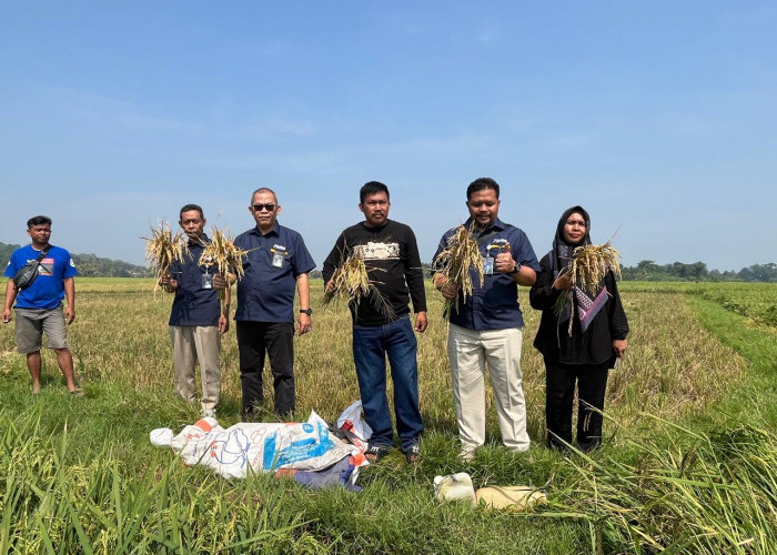 BULOG Pastikan Serap Gabah Petani Sesuai Arahan Pemerintah Serta Mendukung Program KDMP dan MBG