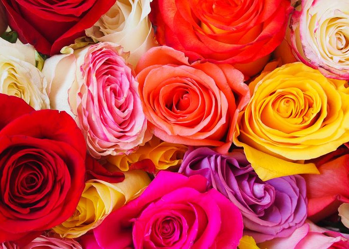 Menggali Makna Mendalam di Balik Warna-warna Mawar