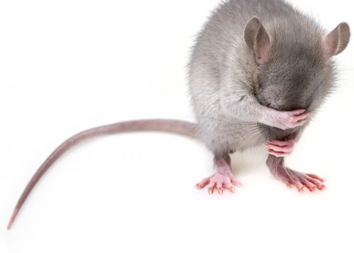 Gak Perlu Bahan Kimia 7 Bahan Alami ini Bisa Basmi Tikus di Rumah!