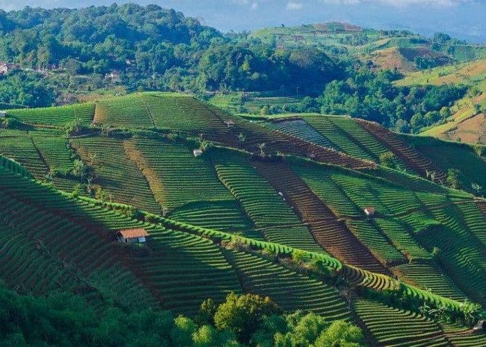 Wisata Terasering Panyaweuyan Majalengka: Surganya Pecinta Fotografi dan Healing Alam, Berikut Lengkapnya!