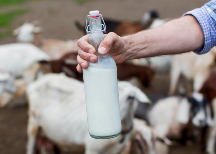 14 Manfaat Susu Kambing yang Wajib Dikonsumsi