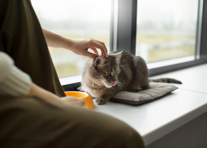 7 Manfaat Minyak Kelapa untuk Kucing Agar Anabulmu Makin Sehat