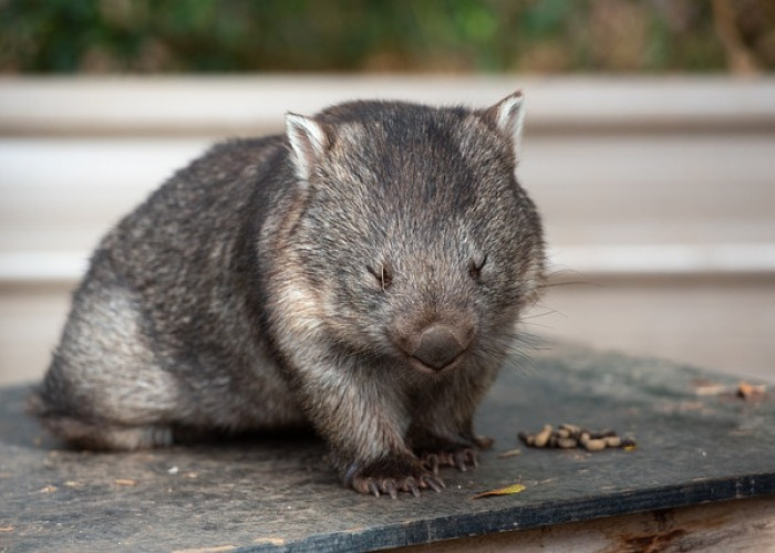 Fakta Menarik Wombat Penghuni Tersembunyi Australia