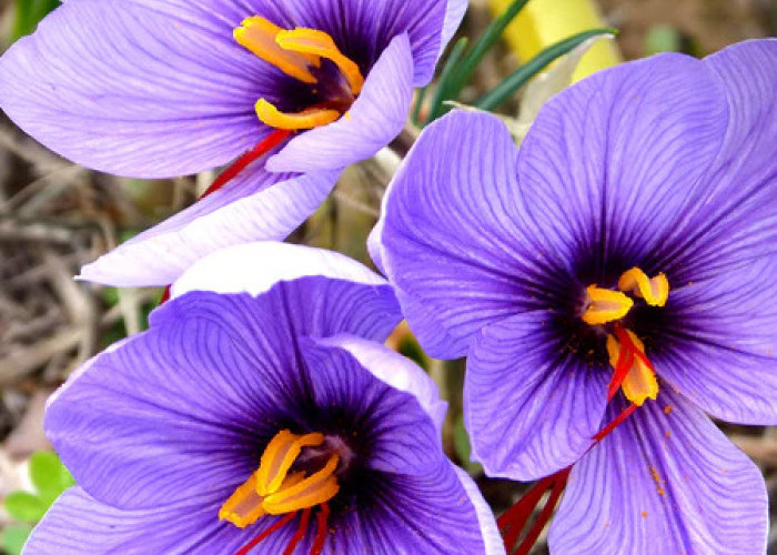 6 Bunga Termahal di Dunia yang Memiliki Keindahan dan Kecantikan yang Menawan!   