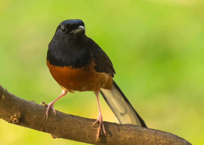 Burung Murai Batu Yang Sedang Populer Di Indonesia, Penampilan Elegan ...